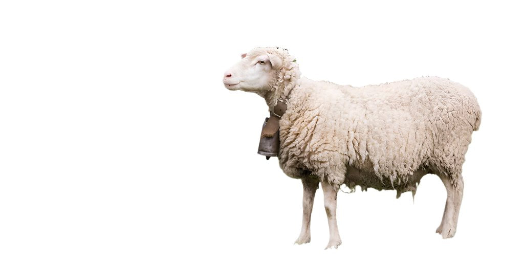 GOSPEL ESTUDIOS: Gospelario : Basajaun (Fig. 1)