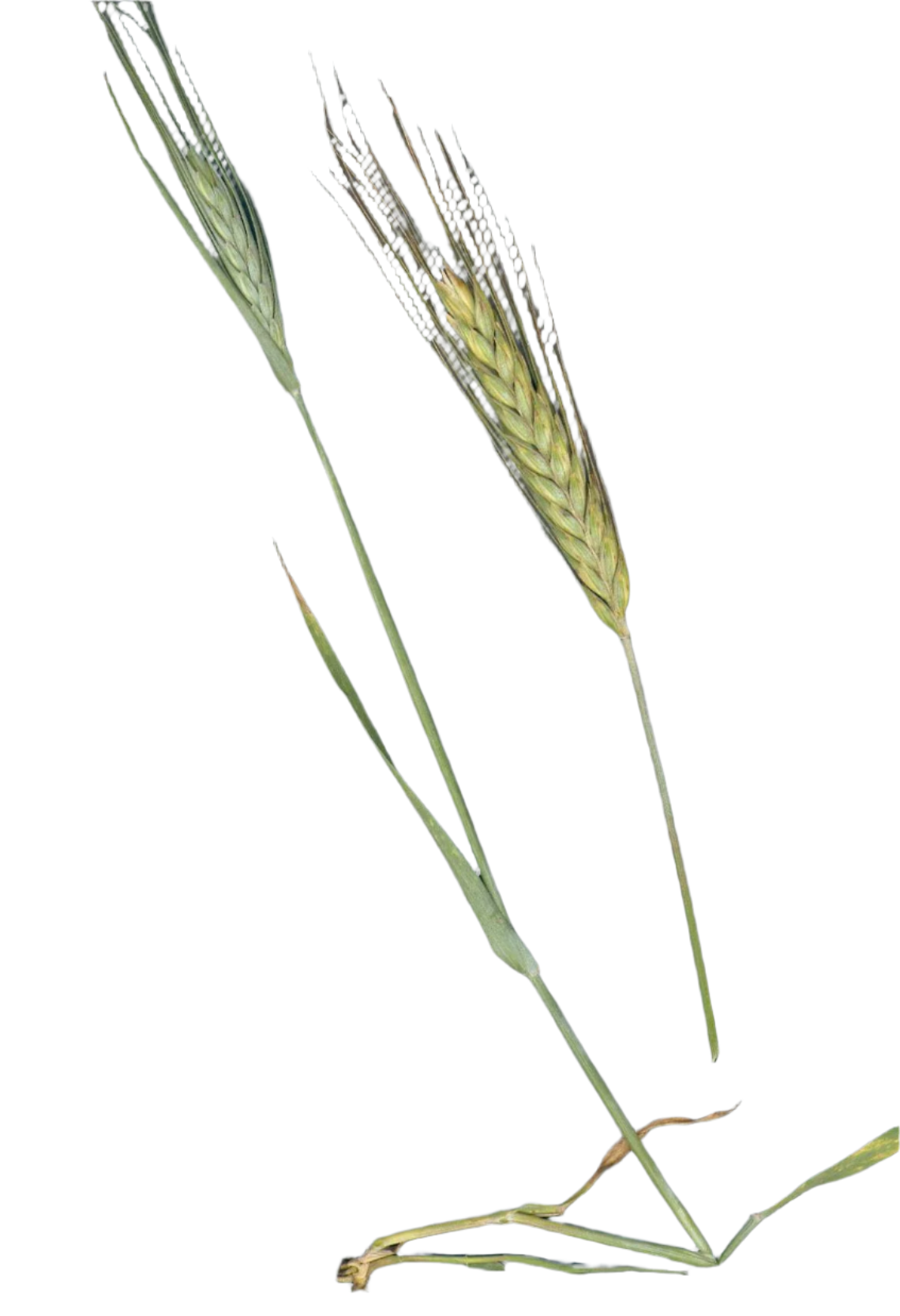 GOSPEL ESTUDIOS: Gospelario : Basajaun (Fig. 3)