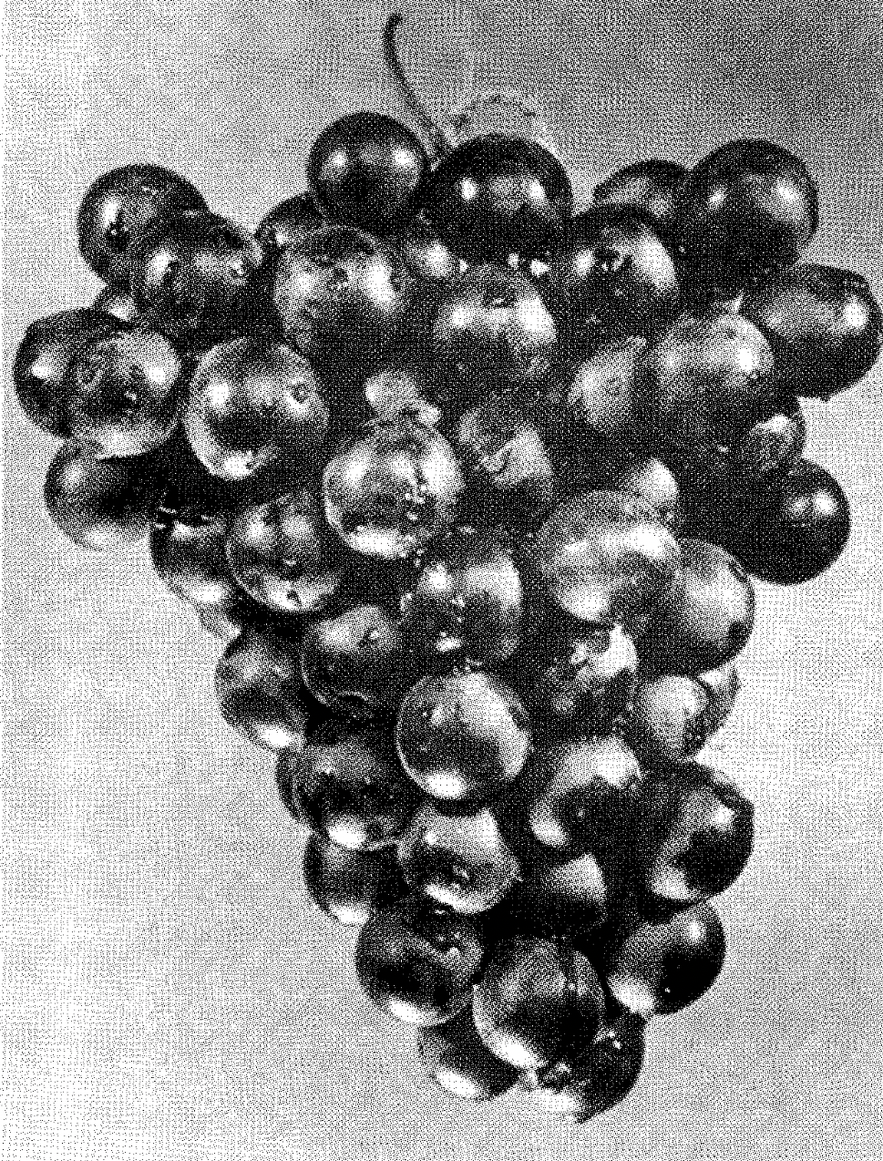 GOSPEL ESTUDIOS: Efemérides: La Vendimia (Thumbnail)