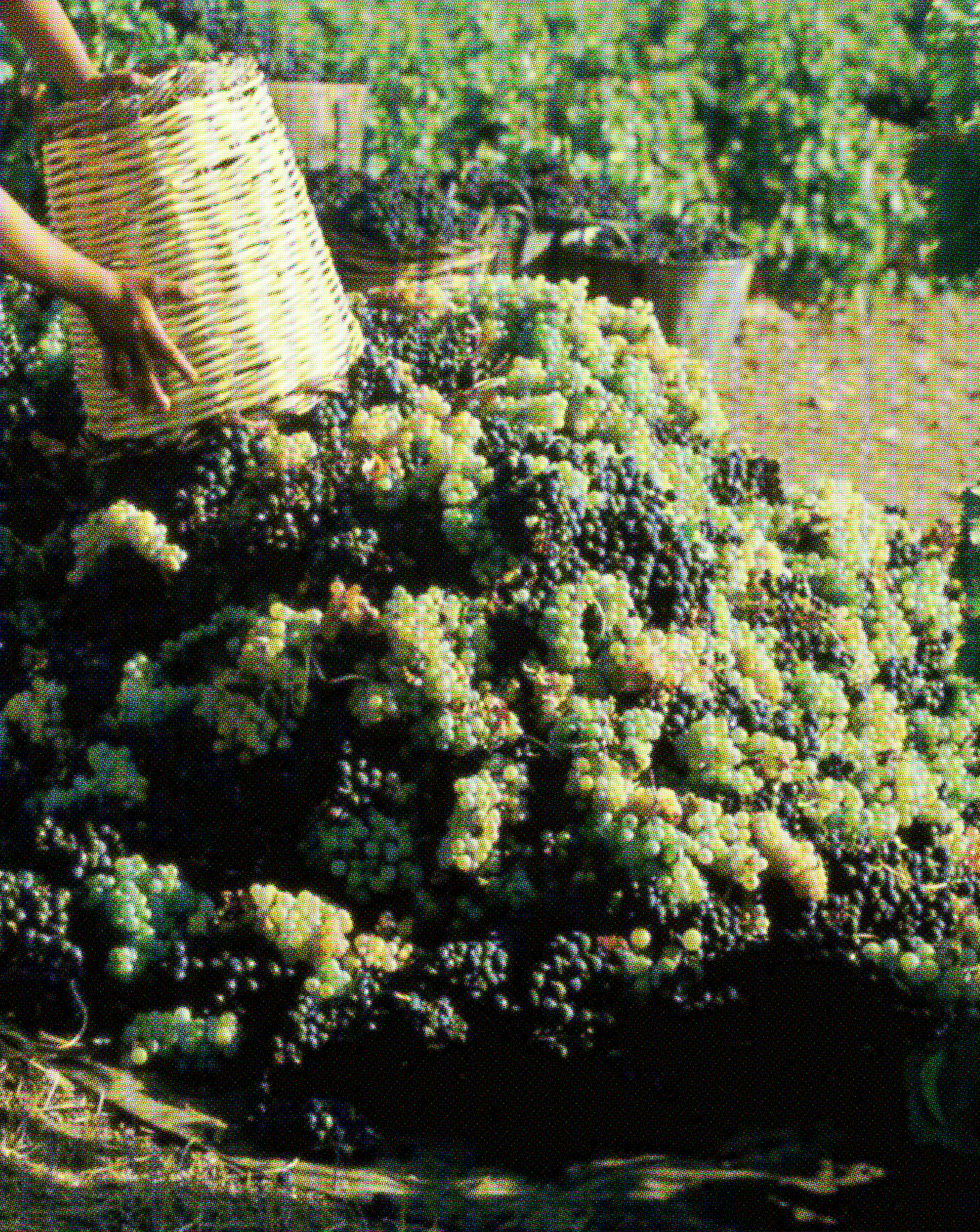 GOSPEL ESTUDIOS: Efemérides: La Vendimia (Fig. 2)