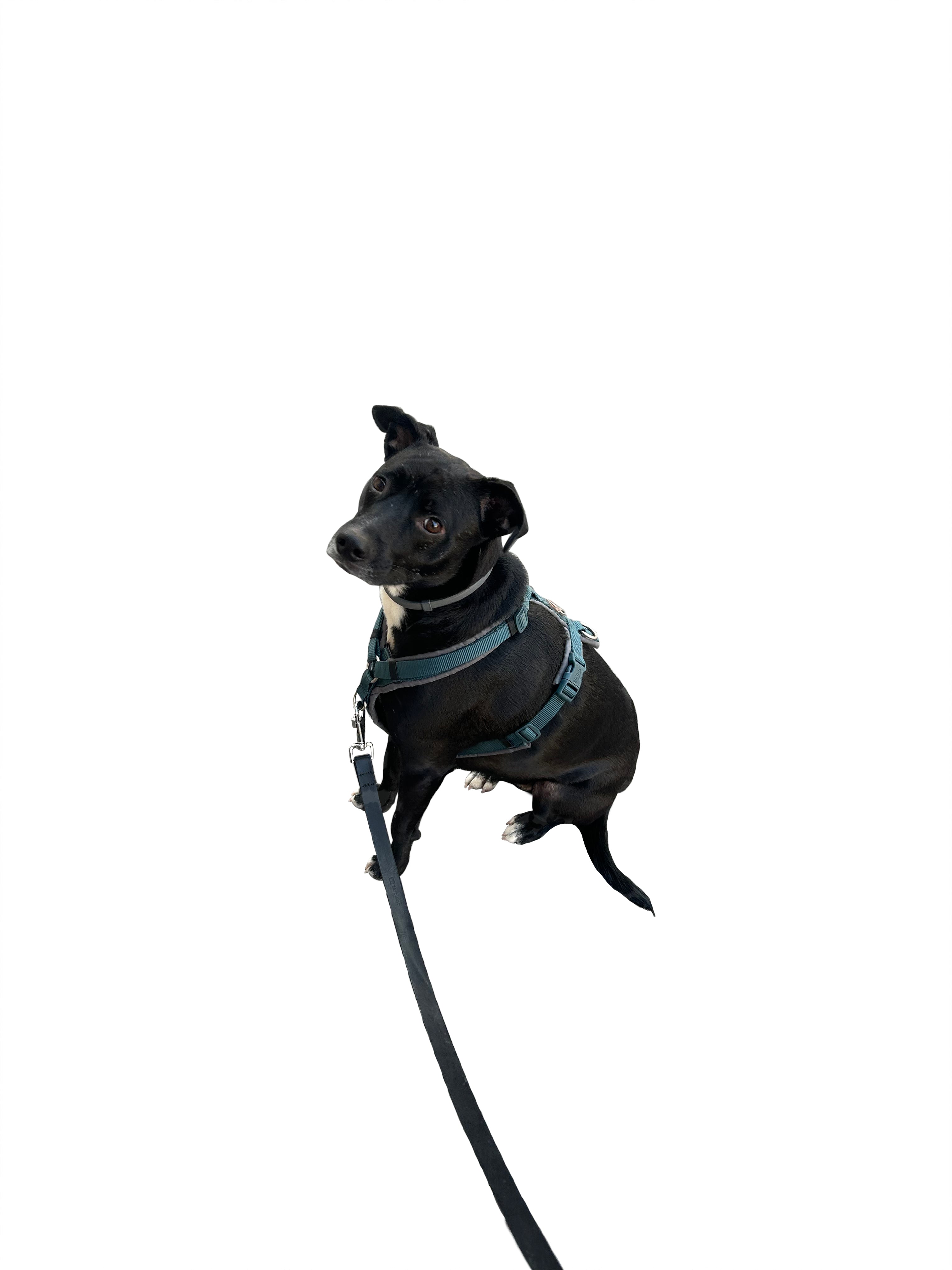 GOSPEL ESTUDIOS: Can Gospel (Fig. 1)