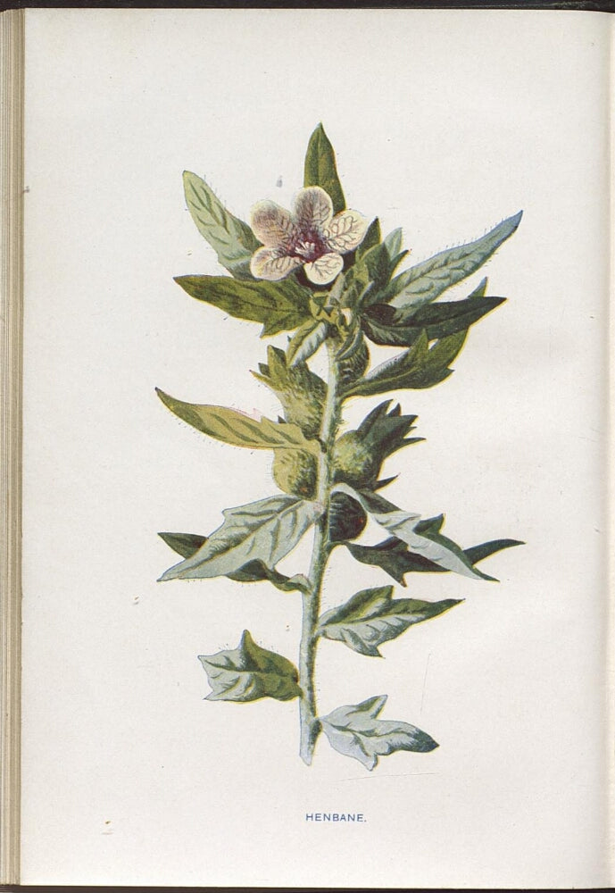 GOSPEL ESTUDIOS: (Thumbnail)