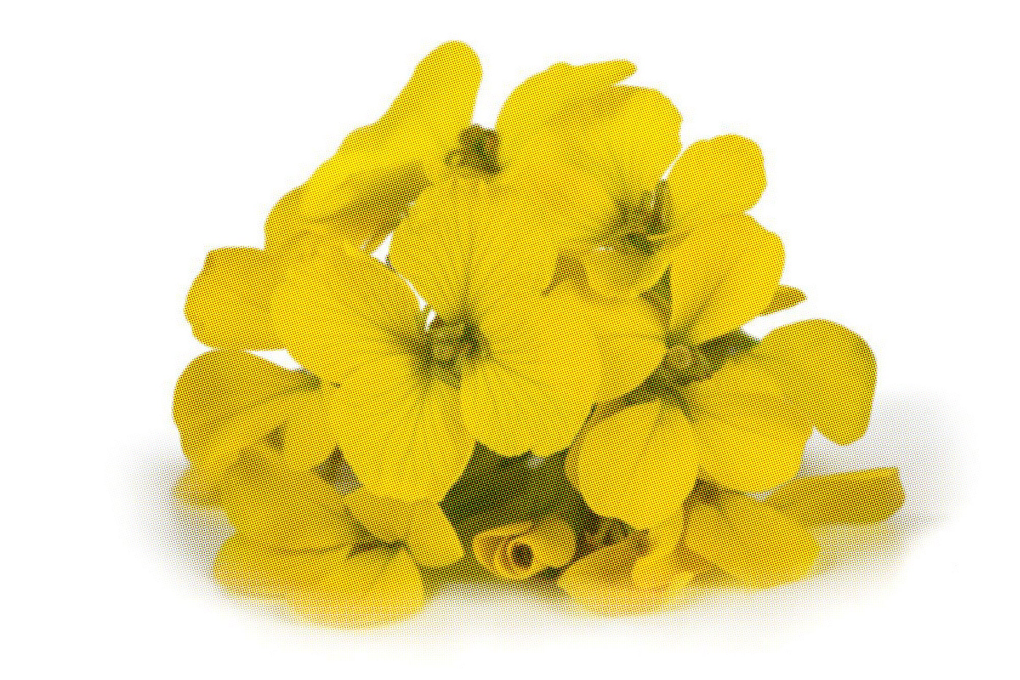 GOSPEL ESTUDIOS: Gospelario: Jaramago (Fig. 2)