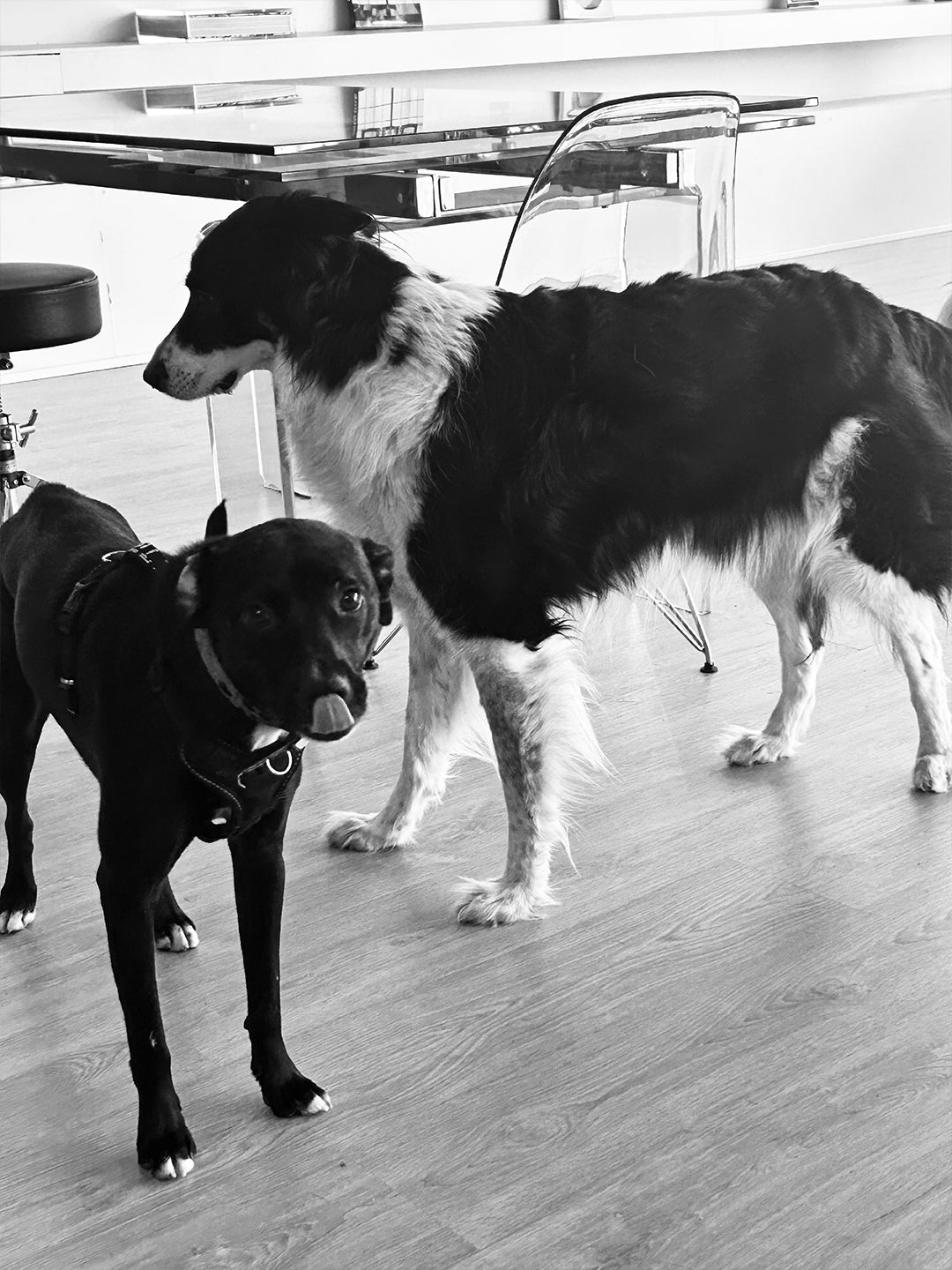 GOSPEL ESTUDIOS: Dependent brand (Fig. 4)